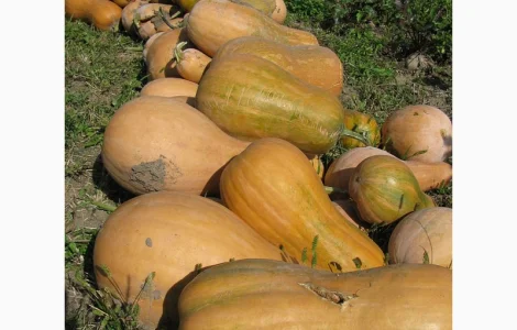 Продам гарбуз - арабатський плоди від 0