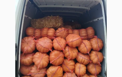 Продам тыкву "Ромашку" Мускат де Прованс есть объём