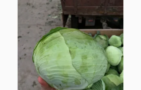 Куплю Капусту ОПТом 1-2 сорт Україна