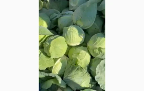 Продам капусту молоду