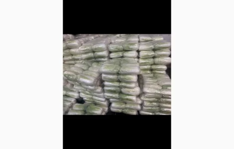 Продажа пекінської капусти Гібрид Білко