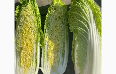 Продам пекінську капусту від фермера з 5 тонн