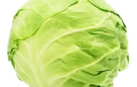 Куплю капусту оптом