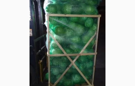 Продажа капусты белокачанной из Египта