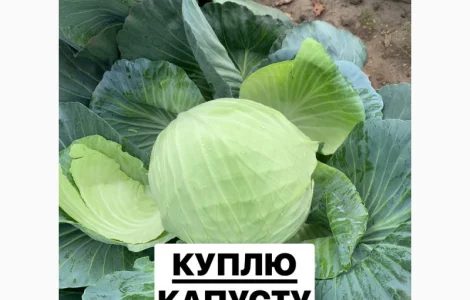 Куплю Капусту ОПТ Україн