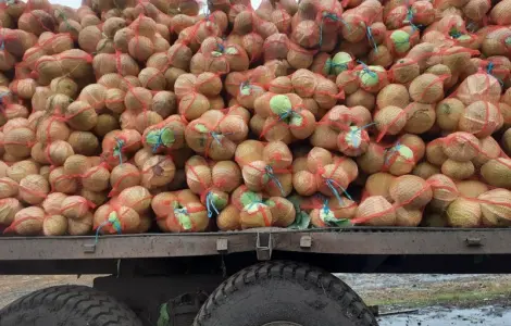 Продам белокочанную капусту