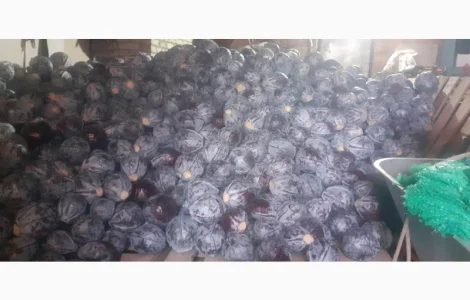 Продам червону капусту