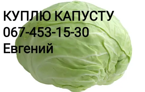 Куплю капусту оптом (1-3 кг)