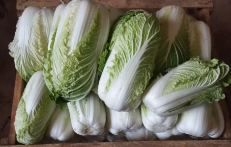 Пекінська капуста продаж