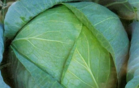 Семена Капуста белокочанная поздняя Бирюза