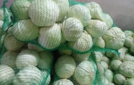 Закупаем капусту оптом по всей Украине