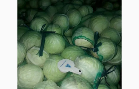 Агропідприємство реалізує капусту з холодильнику сорту Кеплер 6.00 грн