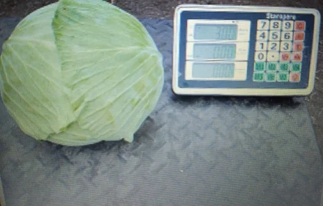 Продам капусту Агрессор вищого гатунку без трипсів 15 т у Новомосковському районі