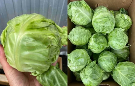 Молода капуста, супер якість! Еліза, Капітал, Лауда, Етма, Моналіза