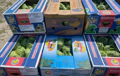 Молода Капуста, урожай 2024 року. Власне виробництво