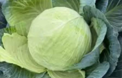 Куплю капусту на постоянной основе