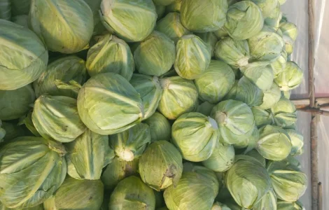 Продам капусту