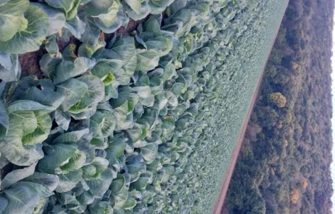 Продам молоду капусту