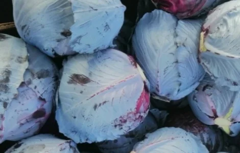 Продам червоноголову (синю) капусту