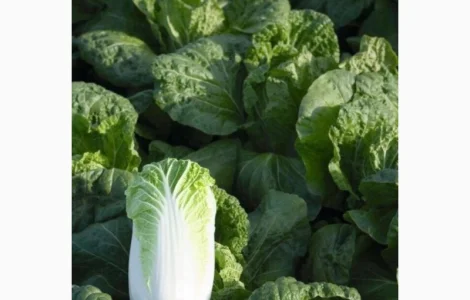 Продам пекінську капусту Білко F1