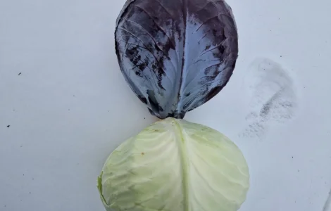 Продам капусту сорт Агресор