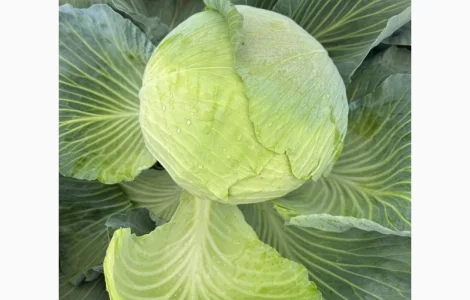 Капуста Агресор