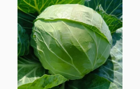 Продам капусту молодую