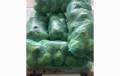 Капуста молодая
