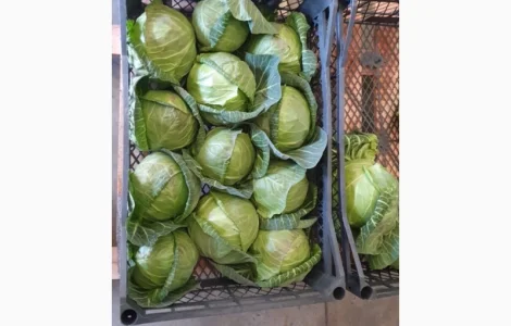 Капуста молодая (Македония)