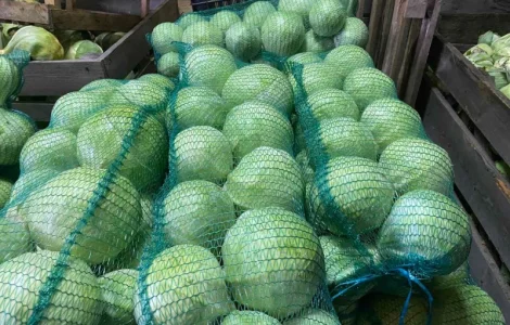 Продам капусту «Сторідор»