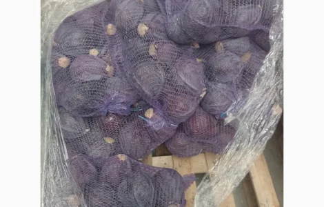 Продам краснокочанную капусту