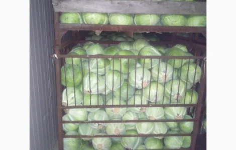 Продам белокочанную капусту