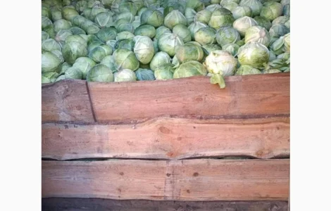 Продам капусту белокачанку сорт Агрессор F1