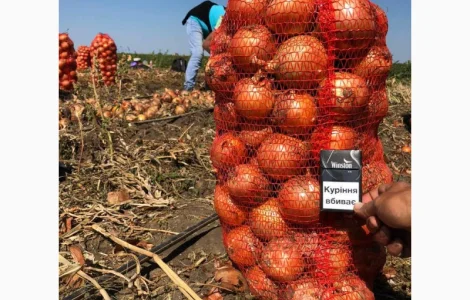 Куплю Цибулю оптом Україна