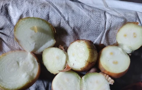 Продам цибулю на перо