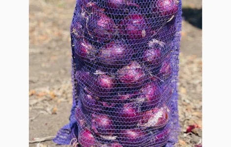 Продам лук сорт Марс