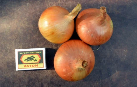 Лук Штутгарт для выгонки пера