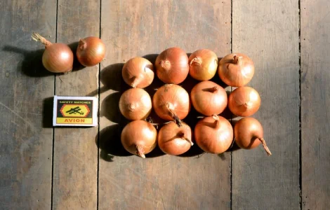 Продаю лук штутгарт на перо