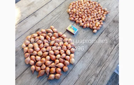 Продажа Лука севок Штутгарт