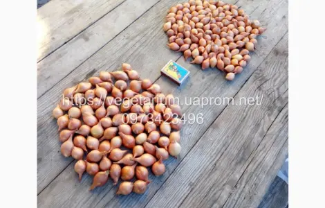 Продаж Лука севок Штутгарт