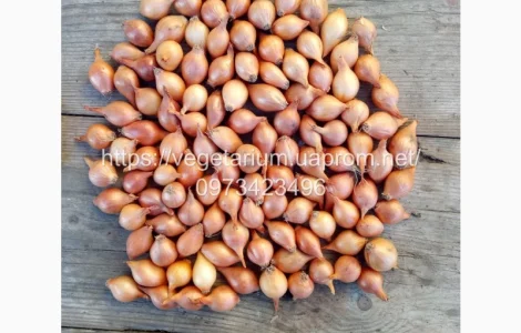 Продажа качественного Лука севок Штутгарт