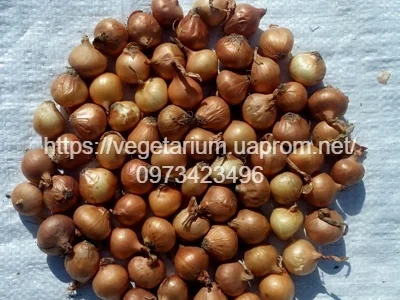 Продажа качественного Лука севок штутгард