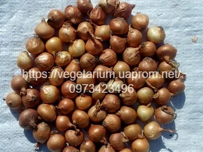 Продаж якісного Лука севок штутгард