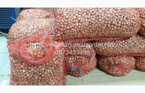 Якісна Цибуля сівок Штутгарт