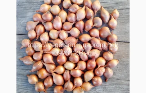 Лук севок штутгарт 1-1