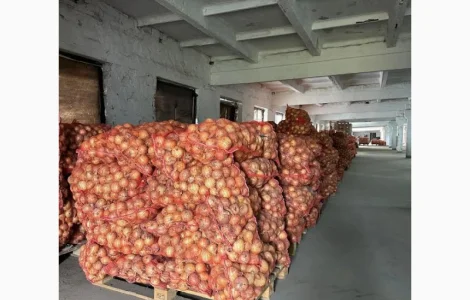 Продам цибулю