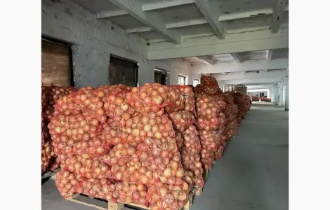 Продам цибулю