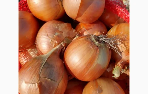 Продам цибулю оптом