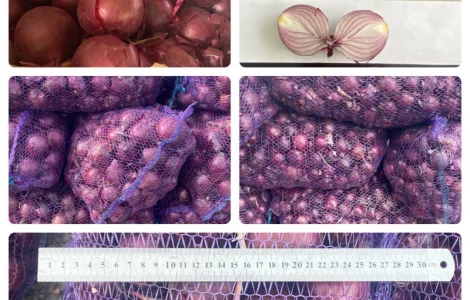 Цибуля оптом фіолетова, червона, МАРС, Харків