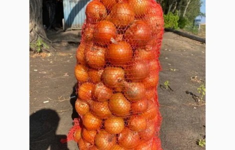 Продам лук репчатый